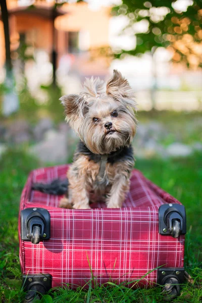 Yorkshire Terrier zittend op rode koffer en camera te kijken — Stockfoto