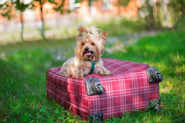 Yorkshire terrier sitzt auf koffer und schaut weg — Stockfoto