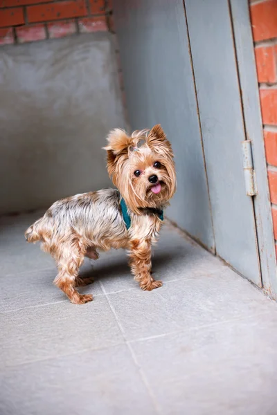 Yorkshire Terrier áll, közel a bejárati ajtó — Stock Fotó