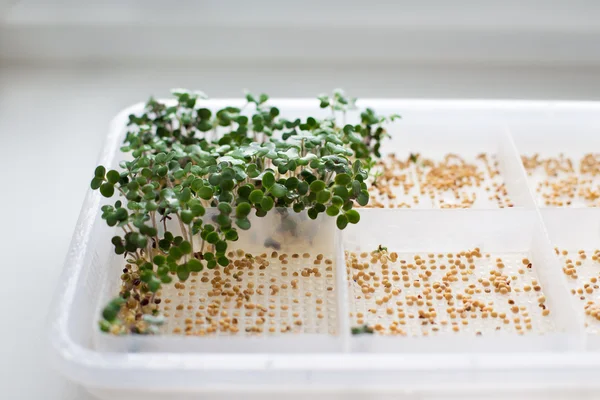 Germinated lahanası ve çiy ile tohum