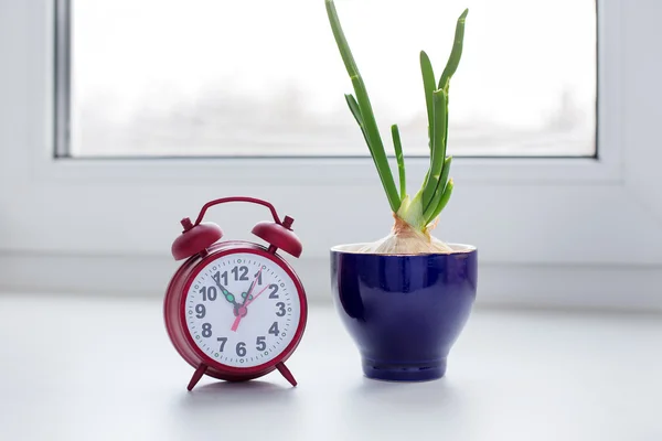Bir cam ve saat içinde filizlenen soğan — Stok fotoğraf