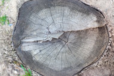 Eski güdük ağaç halkaları