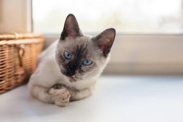 Tay cute kitten