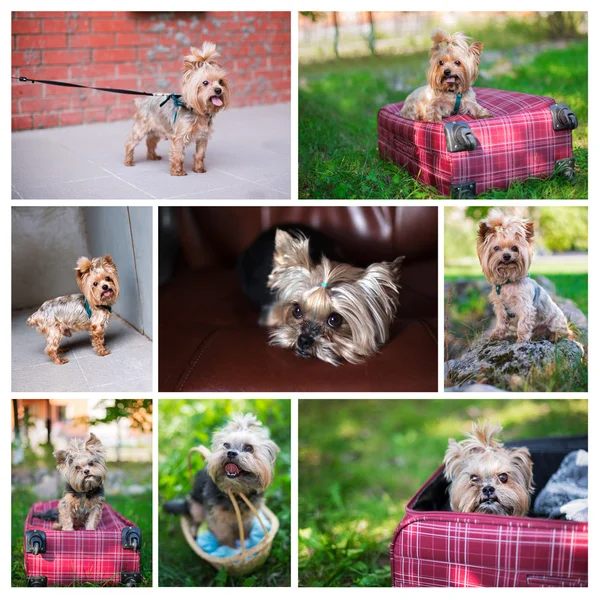 Foto-Collage von yorkshire terrier — Stockfoto
