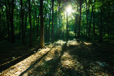 güzel yeşil orman. Genç ağaçlar