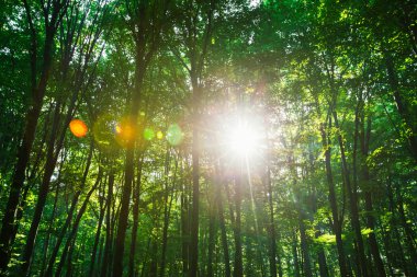 güzel yeşil orman. Genç ağaçlar