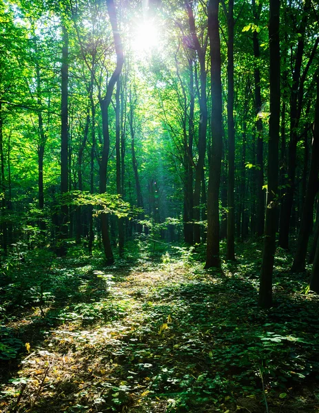 Hermoso bosque verde. árboles jóvenes — Foto de Stock