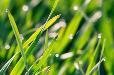 Su damlaları yeşil çimlerin üzerine