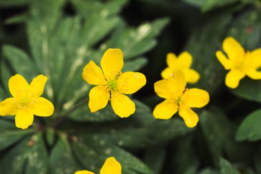 Vahşi doğada sarı çiçekler