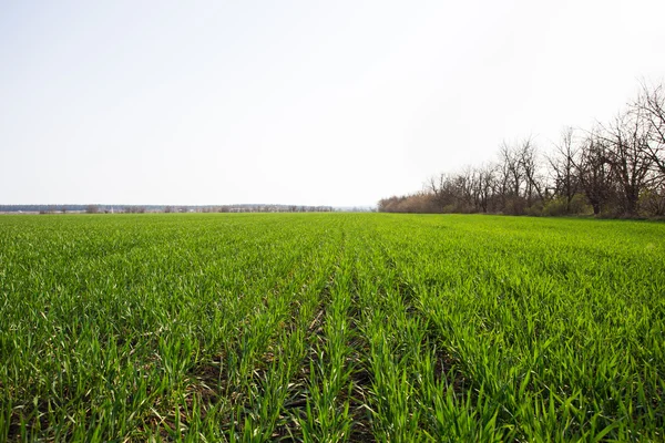 Green field and blue sky — Stock Photo, Image