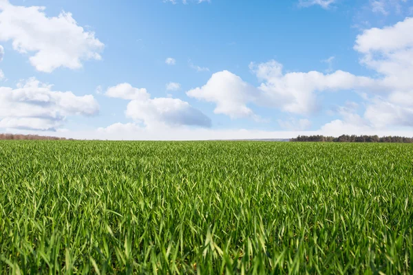 Green field and blue sky — Stock Photo, Image