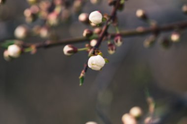 Bahar çiçeği çiçek kayısı