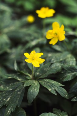 Vahşi doğada sarı çiçekler