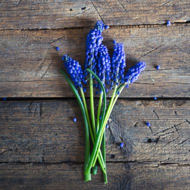 Ahşap bir arka planda mavi bahar çiçekleri