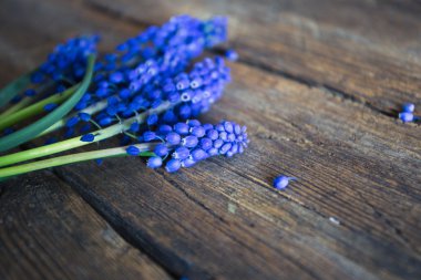Ahşap bir arka planda mavi bahar çiçekleri