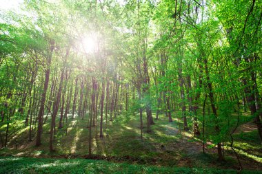 Güzel yeşil orman. Doğa
