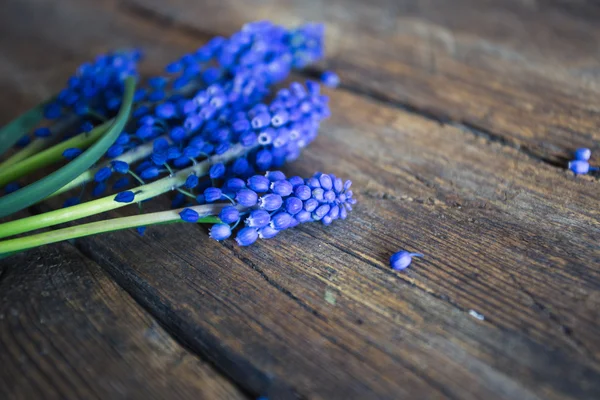 Fiori blu primaverili su uno sfondo di legno — Foto Stock