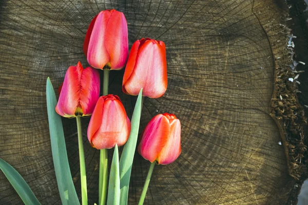 Tulipes rouges sur le fond en bois — Photo