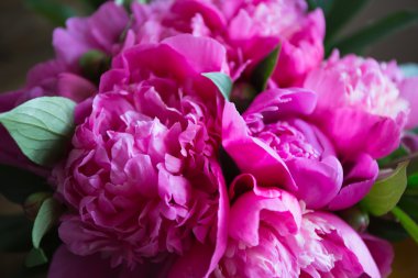 ahşap arka plan üzerinde taze pembe peonies