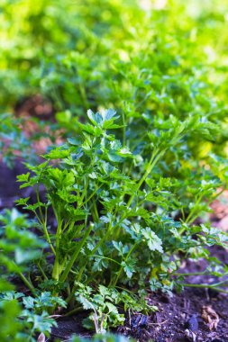 Bahçede büyüyen maydanoz
