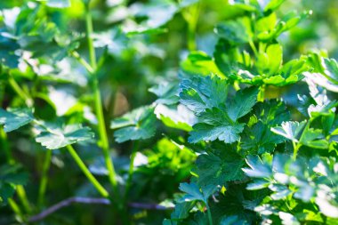 Bahçede büyüyen maydanoz