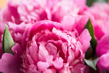 Ahşap arka planda pembe şakayıklar