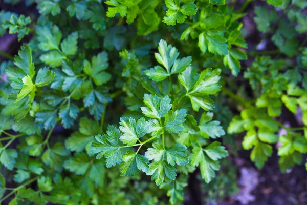 Petersilie wächst im Garten — Stockfoto