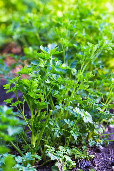 stock image Parsley growing in garden