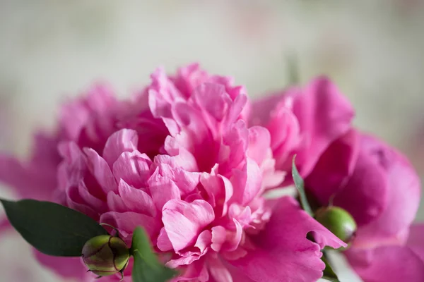 Pink peonies on wooden background — Stock Photo, Image