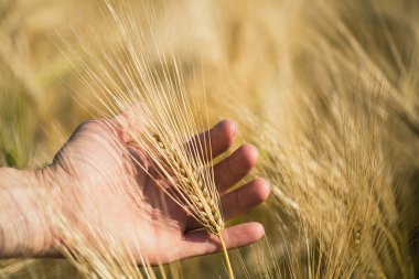 Adamın elini tutarak arpa. Tarım. Günbatımı.