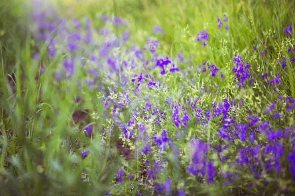 Zbliżenie fioletowy alpejskie fireweed w ostatnie lato — Zdjęcie stockowe