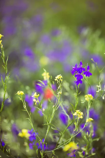 Paarse alpine wilgenroosje close-up in afgelopen zomer — Stockfoto