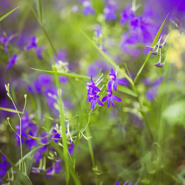 Paarse alpine wilgenroosje close-up in afgelopen zomer — Stockfoto