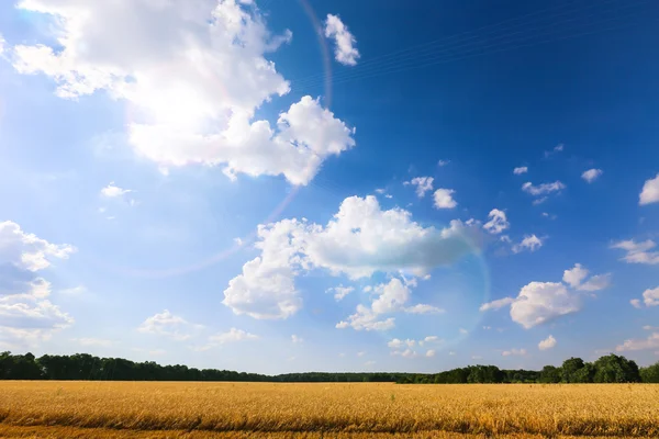 Golden wheat field with blue sky in background — Stock Photo, Image