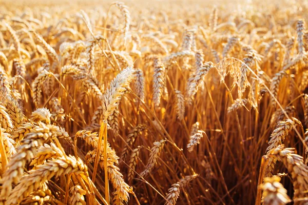 Weizenfeld. Ähren aus goldenem Weizen in Nahaufnahme. Reichhaltiges Erntekonzept — Stockfoto