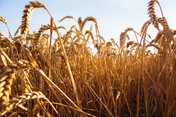 Campo de trigo. Orelhas de trigo dourado fechadas. Conceito de colheita rica — Fotografia de Stock
