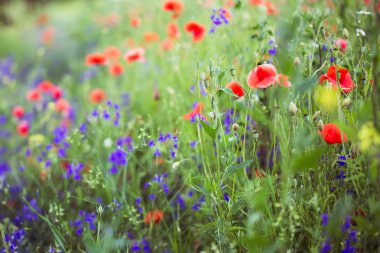 gün batımında dağlarında kır çiçekleri