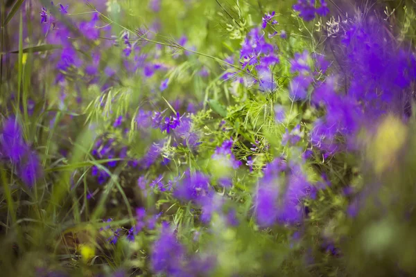 Paarse alpine wilgenroosje close-up in afgelopen zomer — Stockfoto