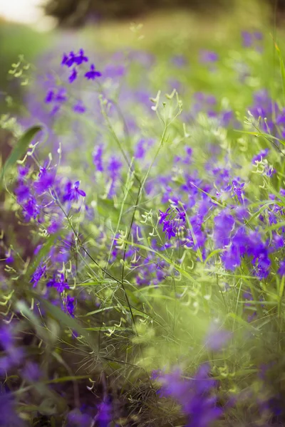 去年の夏に紫のアルパイン fireweed クローズ アップ — ストック写真