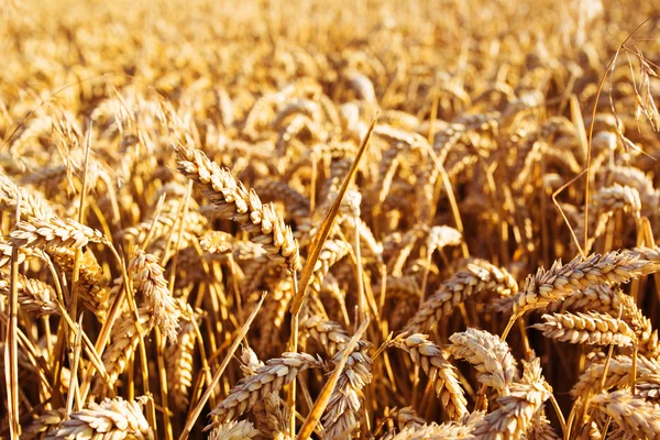 Campo de trigo. Orelhas de trigo dourado fechadas. Conceito de colheita rica — Fotografia de Stock