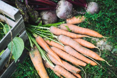 Taze organik havuç çimenlerde seçmişsin