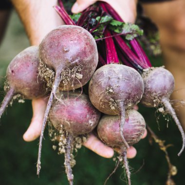 Çiftçi bir demet taze hasat beetroots ve Bahçe bir kürek tutan eldiven eller