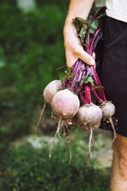 Çiftçi bir demet taze hasat beetroots ve Bahçe bir kürek tutan eldiven eller