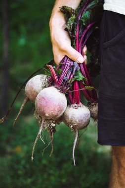 Çiftçi bir demet taze hasat beetroots ve Bahçe bir kürek tutan eldiven eller