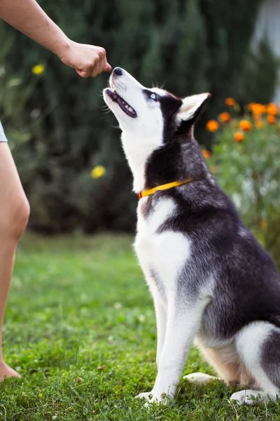 Siberian Husky. Den Sibirien Skalliknande vilar i gräset. — Stockfoto