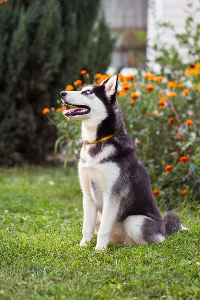 Siberian Husky. Ten Syberyjski Plewiasty spoczywa na trawie. — Zdjęcie stockowe