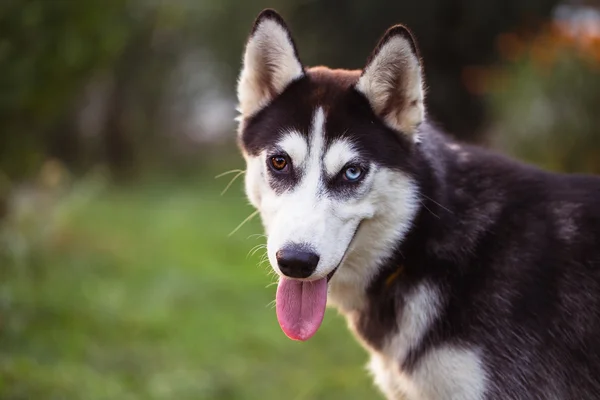 Husky siberiano. El Husky siberiano descansa sobre la hierba . —  Fotos de Stock