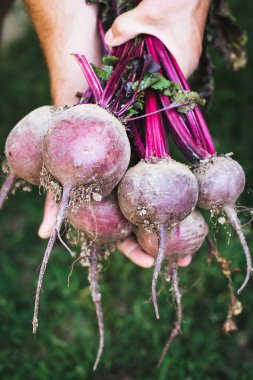 Çiftçi bir demet taze hasat beetroots ve Bahçe bir kürek tutan eldiven eller