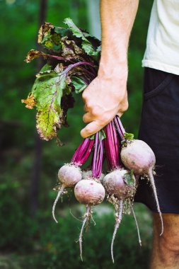 Çiftçi bir demet taze hasat beetroots ve Bahçe bir kürek tutan eldiven eller