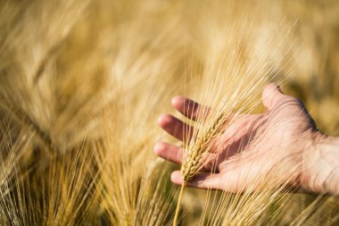 Adamın elini tutarak arpa. Tarım. Günbatımı.